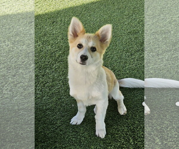 Medium Photo #3 Corgi Inu Puppy For Sale in Agoura Hills, CA, USA