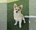 Small #2 Corgi Inu