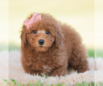 Small Photo #105 Goldendoodle (Miniature) Puppy For Sale in WARSAW, IN, USA