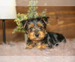 Small #1 Yorkshire Terrier