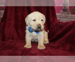 Golden Labrador Puppy for sale in LIVE OAK, FL, USA