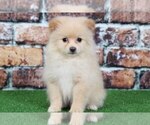 Small Photo #1 Pomeranian Puppy For Sale in BEL AIR, MD, USA