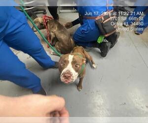 American Pit Bull Terrier-Unknown Mix Dogs for adoption in Ocala, FL, USA