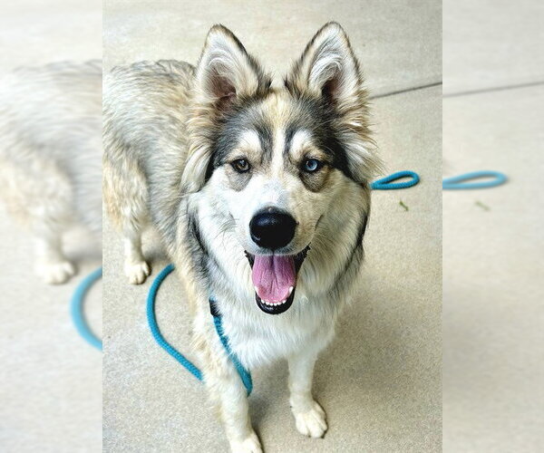 Medium Photo #1 Siberian Husky-Unknown Mix Puppy For Sale in Sacramento, CA, USA