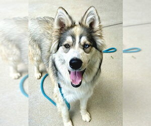 Siberian Husky-Unknown Mix Dogs for adoption in Sacramento, CA, USA