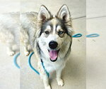 Small Siberian Husky Mix
