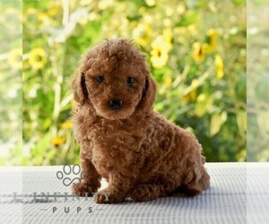Goldendoodle (Miniature) Puppy for sale in SUNBURY, PA, USA