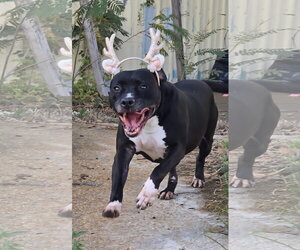 Flower - Female American Staffordshire Terrier Dog for Adoption - Photo #2