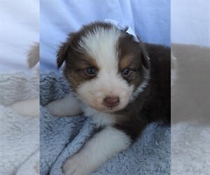 Australian Shepherd Puppy for sale in JEROMESVILLE, OH, USA