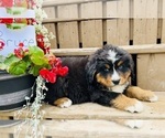 Puppy Bruce Bernese Mountain Dog