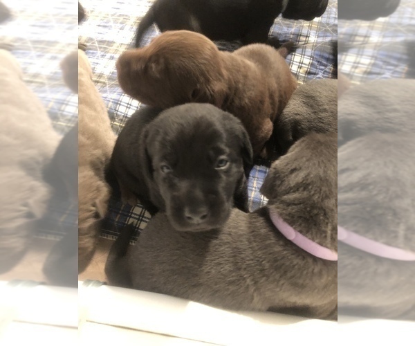 Medium Photo #4 Labrador Retriever Puppy For Sale in FRAZIER PARK, CA, USA