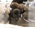 Small Photo #4 Labrador Retriever Puppy For Sale in FRAZIER PARK, CA, USA