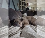 Small Photo #1 Bulldog Puppy For Sale in ZEPHYRHILLS, FL, USA