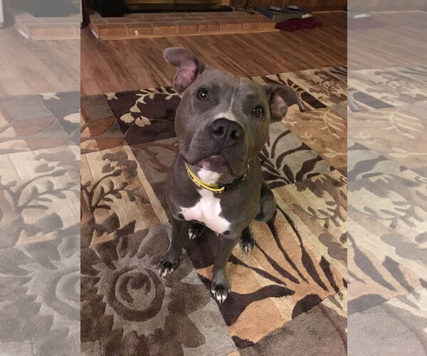 Medium Photo #3 American Pit Bull Terrier Puppy For Sale in Alexandria, VA, USA