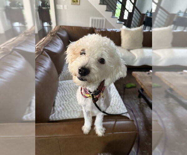 Medium Photo #3 Poodle (Miniature)-Unknown Mix Puppy For Sale in Mooresville, NC, USA