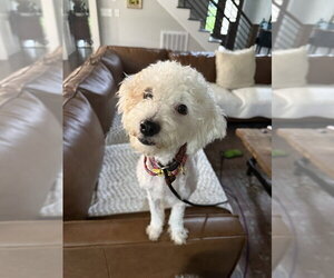 Lucy - Female Poodle (Miniature)-Unknown Mix Dog for Adoption - Photo #3