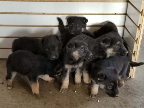 View Ad: German Shepherd Dog Litter of Puppies for Sale near Indiana ...