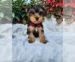 Small #1 Yorkshire Terrier