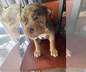 Olde English Bulldogge Puppy for sale in BEECH GROVE, IN, USA