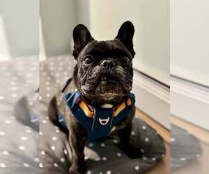 French Bulldog Dogs for adoption in Catasauqua, PA, USA