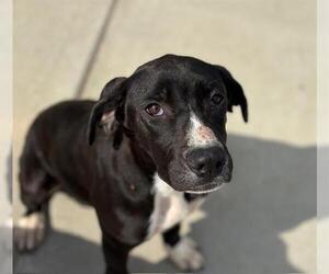 English Coonhound Dogs for adoption in Tulsa, OK, USA