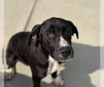 Small English Coonhound