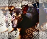 Small Photo #3 German Shepherd Dog Puppy For Sale in CLOVIS, CA, USA