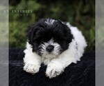 Small Photo #1 Zuchon Puppy For Sale in KINZERS, PA, USA