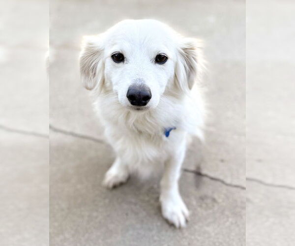 Medium Photo #3 Colonial Cocker Spaniel-Papillon Mix Puppy For Sale in Corona, CA, USA