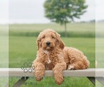 Small #2 Goldendoodle