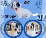 Small #1 Lhasa Apso Mix