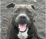 Small American Staffordshire Terrier Mix