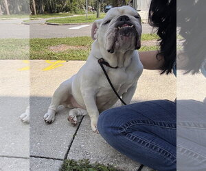 Bulldog Dogs for adoption in Sanford, FL, USA