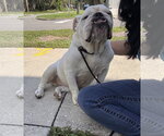 Small Bulldog