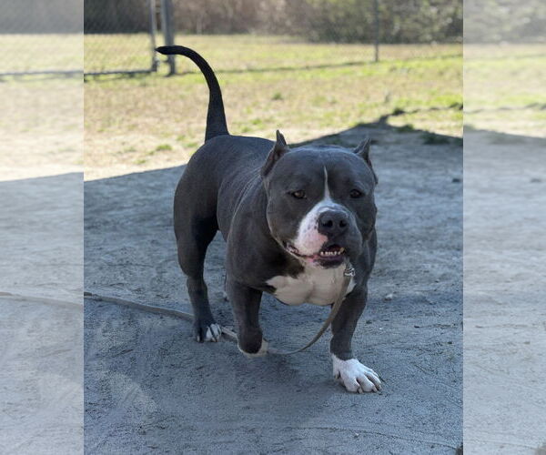 Medium Photo #6 Bulldog-Unknown Mix Puppy For Sale in Virginia Beach, VA, USA