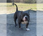 Small #5 Bulldog Mix