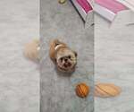 Small Photo #1 Shih Tzu Puppy For Sale in DADE CITY, FL, USA