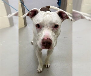 Mutt Dogs for adoption in Sanford, FL, USA