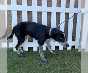 Border Collie-Unknown Mix Dogs for adoption in Modesto, CA, USA