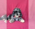 Small Photo #6 Cock-A-Poo-Poodle (Miniature) Mix Puppy For Sale in LINCOLN UNIVERSITY, PA, USA