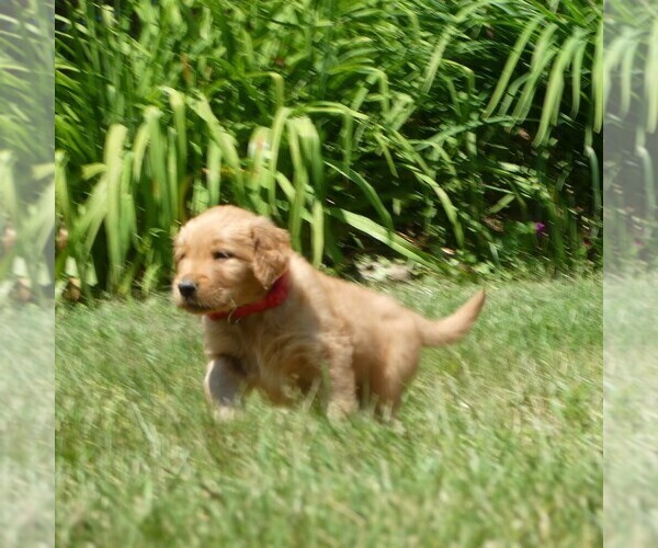 Medium Photo #4 Golden Retriever Puppy For Sale in WOLCOTT, VT, USA