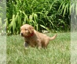 Small #3 Golden Retriever