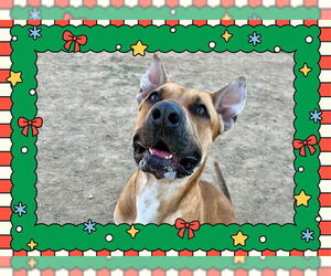 American Pit Bull Terrier-Unknown Mix Dogs for adoption in Ojai, CA, USA