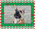 Small American Pit Bull Terrier Mix