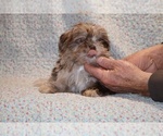 Small #3 Shih Tzu