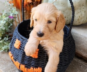 Doodle-Goldendoodle Mix Puppy for sale in WACO, TX, USA