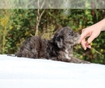 Small #59 ShihPoo