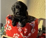 Small Photo #36 Goldendoodle Puppy For Sale in FORT LAUDERDALE, FL, USA