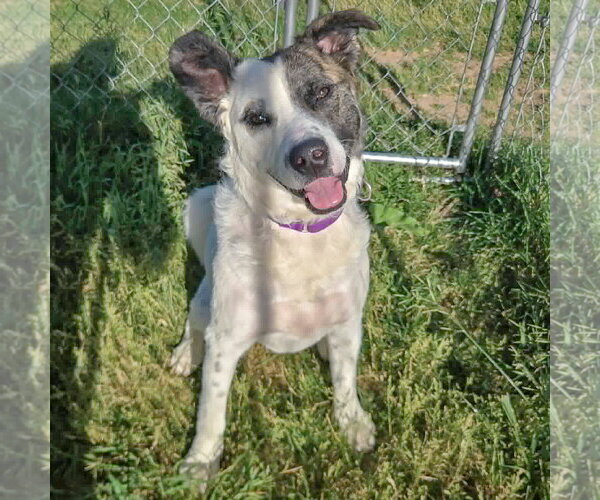 Medium Photo #8 American Staffordshire Terrier-Border Collie Mix Puppy For Sale in Huntley, IL, USA