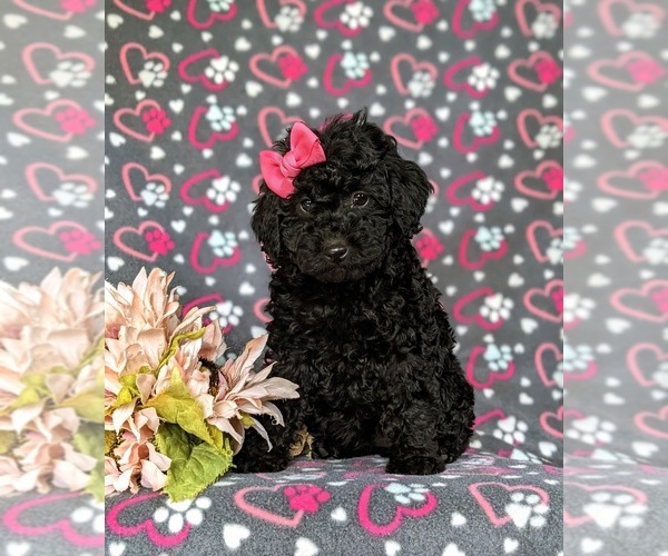 Medium Photo #3 Miniature Labradoodle Puppy For Sale in QUARRYVILLE, PA, USA